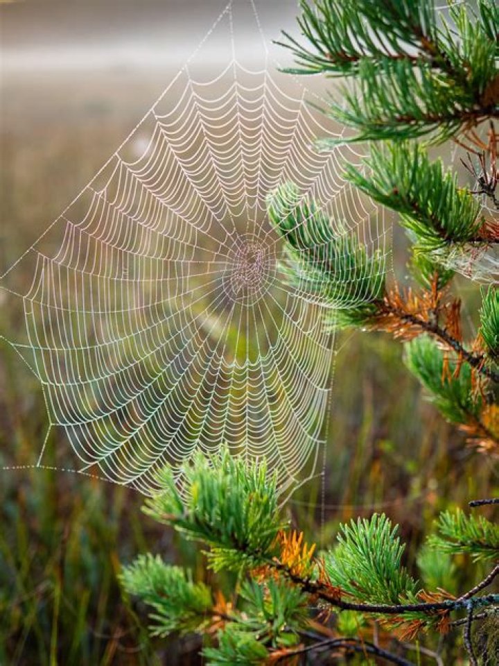 cobweb