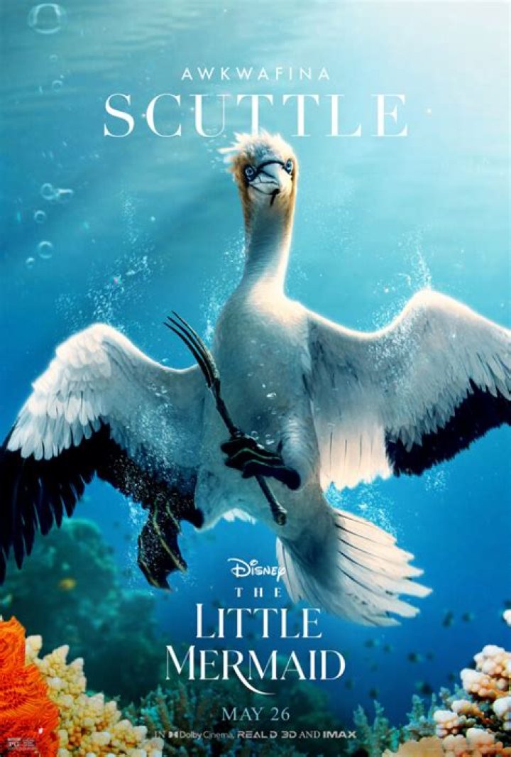 Is scuttle a pelican?