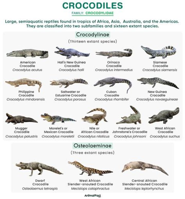 Is there a crocodile in Peter Pan?