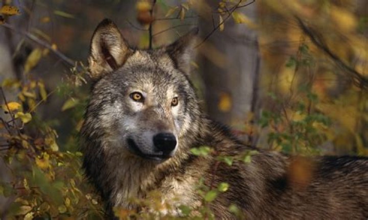 What is a lone wolf personality?